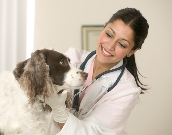 House-visits malta, Our Services malta, Vetcare Animal Clinic malta