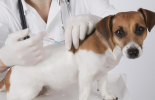 Vaccinations and Check-ups malta, Our Services malta, Vetcare Animal Clinic malta